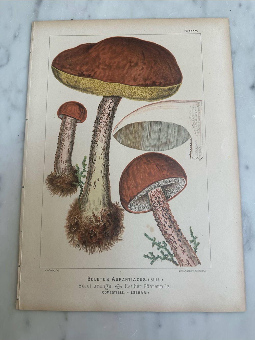 1890 Fritz Leuba Mushroom Chromolithograph Plate